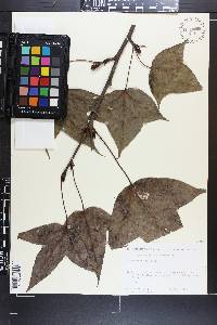 Liquidambar acalycina image