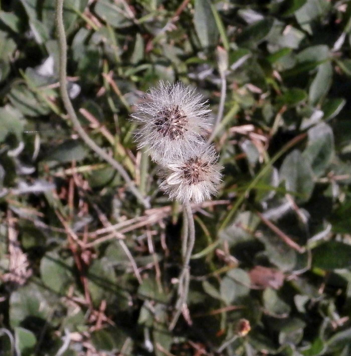 Pilosella officinarum image