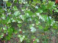 Crataegus phaenopyrum image