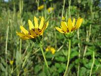 Helianthus pauciflorus subsp. pauciflorus image