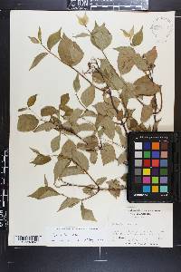 Philadelphus inodorus image