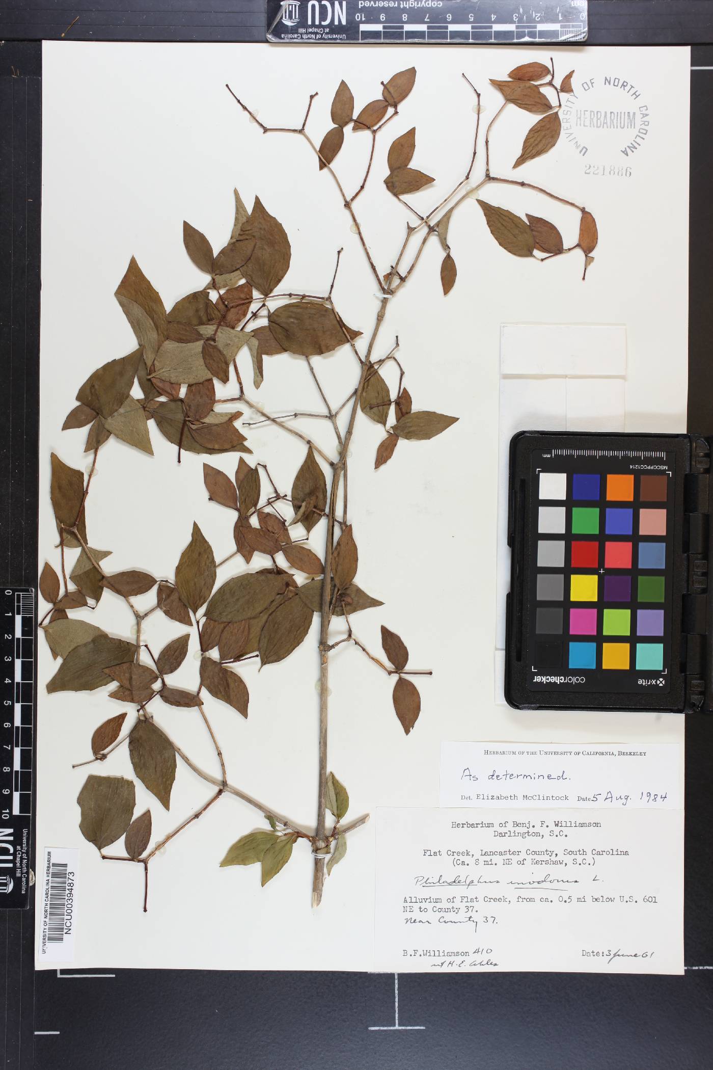 Philadelphus inodorus image