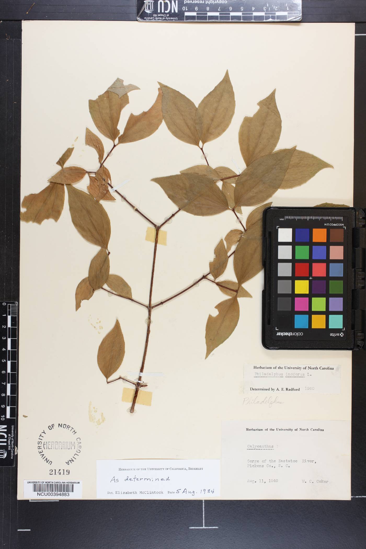 Philadelphus inodorus image