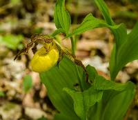 Cypripedium parviflorum var. pubescens image