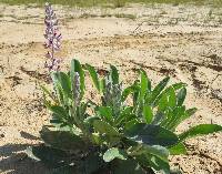 Lupinus villosus image