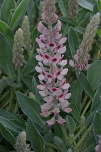 Lupinus villosus image