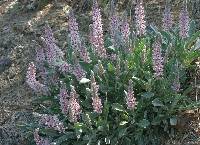 Lupinus villosus image