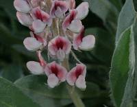 Lupinus villosus image