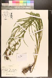 Liatris squarrosa image