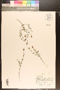 Polygala brevifolia image