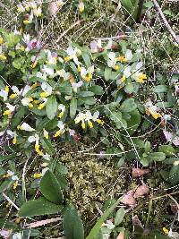 Polygala chamaebuxus image