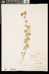 Trifolium aureum image