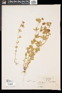 Trifolium aureum image