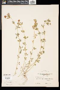 Trifolium aureum image