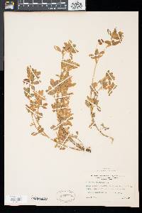 Trifolium aureum image