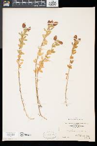 Trifolium aureum image