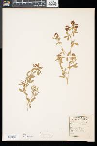 Trifolium aureum image