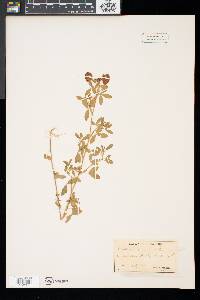 Trifolium aureum image