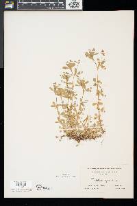 Trifolium aureum image