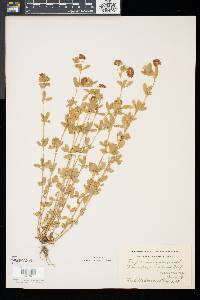 Trifolium aureum image