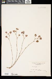 Trifolium aureum image