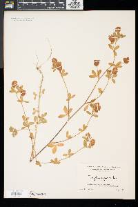 Trifolium aureum image