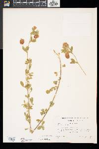 Trifolium aureum image