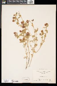 Trifolium aureum image