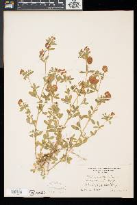 Trifolium aureum image