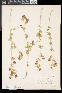 Trifolium aureum image