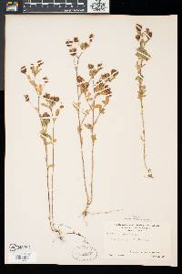 Trifolium aureum image