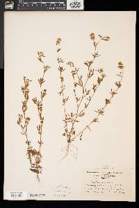 Trifolium arvense image