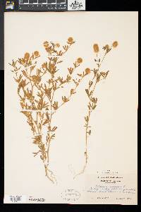 Trifolium arvense image