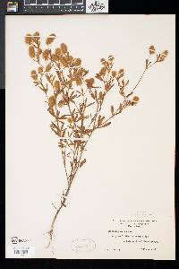 Trifolium arvense image