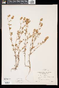 Trifolium arvense image