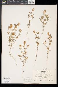 Trifolium arvense image