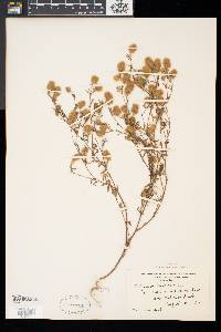 Trifolium arvense image