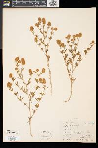 Trifolium arvense image