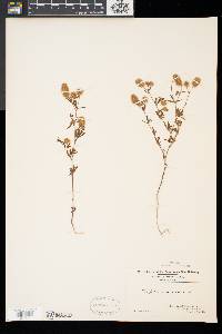 Trifolium arvense image