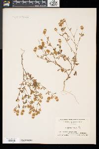 Trifolium arvense image