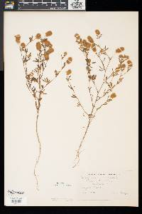 Trifolium arvense image