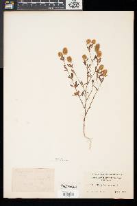 Trifolium arvense image