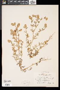 Trifolium arvense image