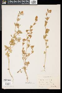 Trifolium arvense image