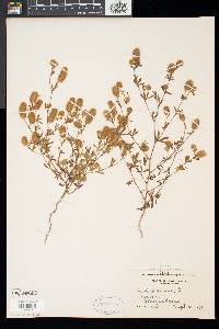 Trifolium arvense image