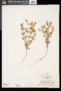 Trifolium arvense image