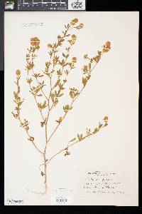 Trifolium arvense image