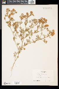 Trifolium arvense image