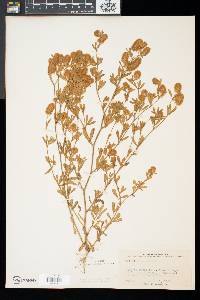 Trifolium arvense image