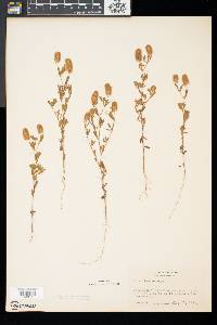 Trifolium arvense image